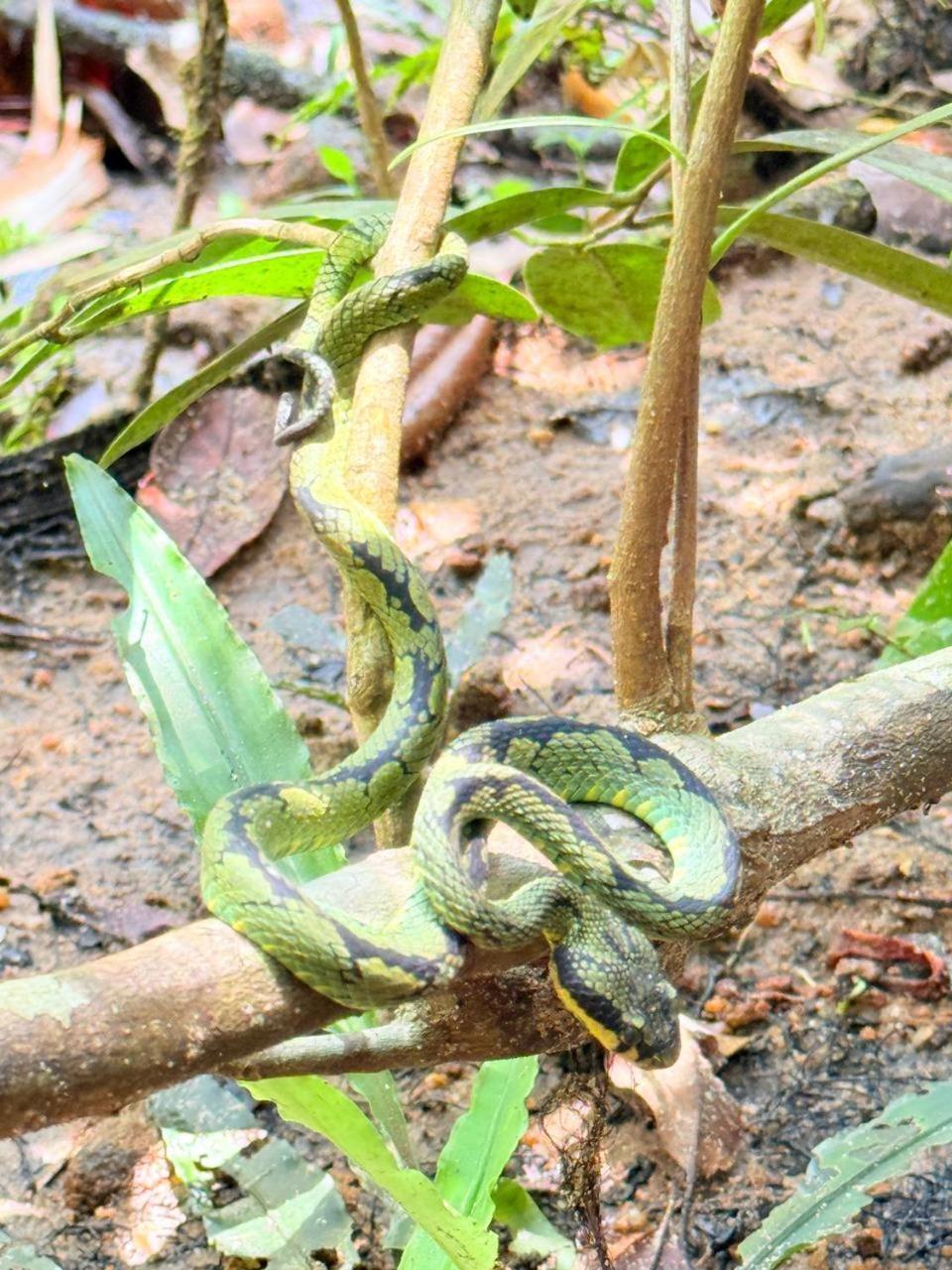 Sinharaja Vini Villa Deniyaya Exterior foto